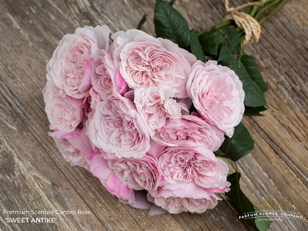 ROSE BR. SWEET ANTIKE 50
